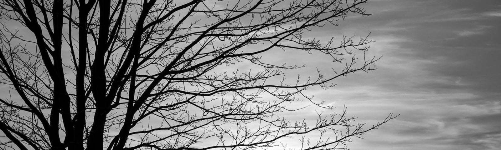 A black and white image of a tree against the sunset