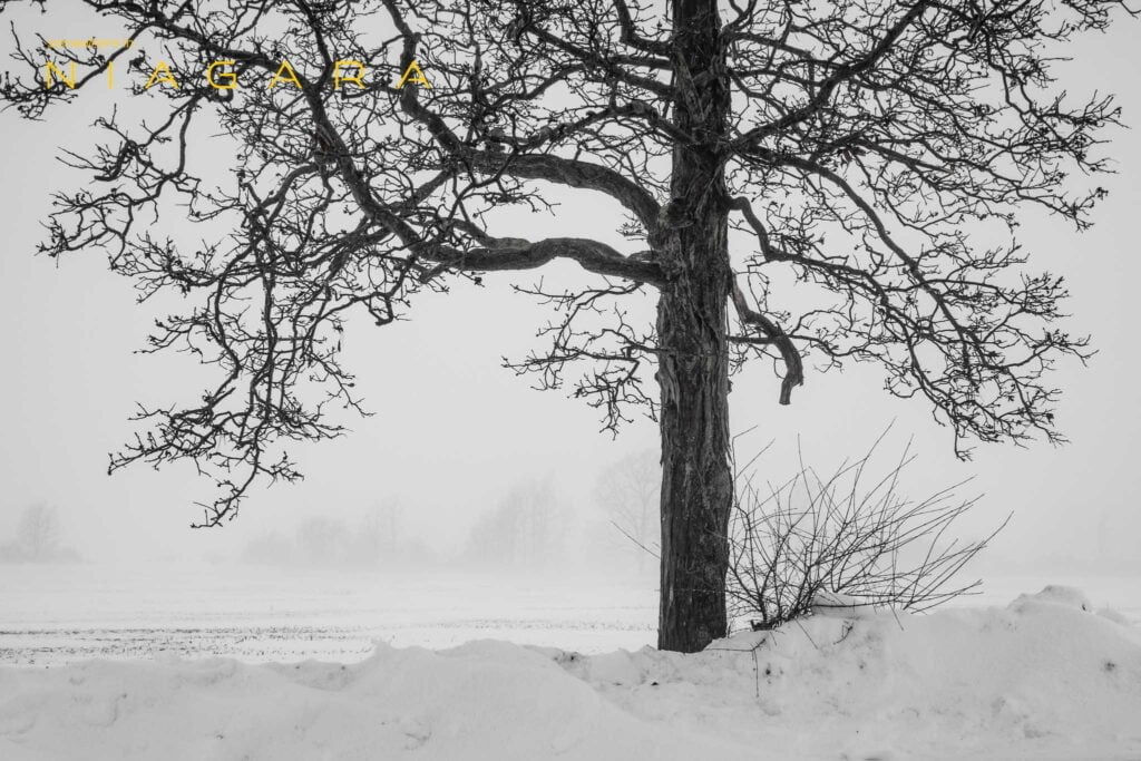 A lone tree in January snow