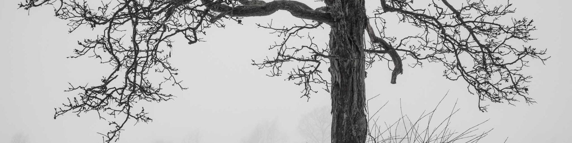 A lone tree in January snow