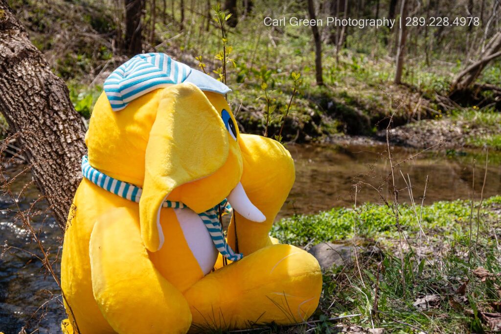 Rosie the stuffed elephant