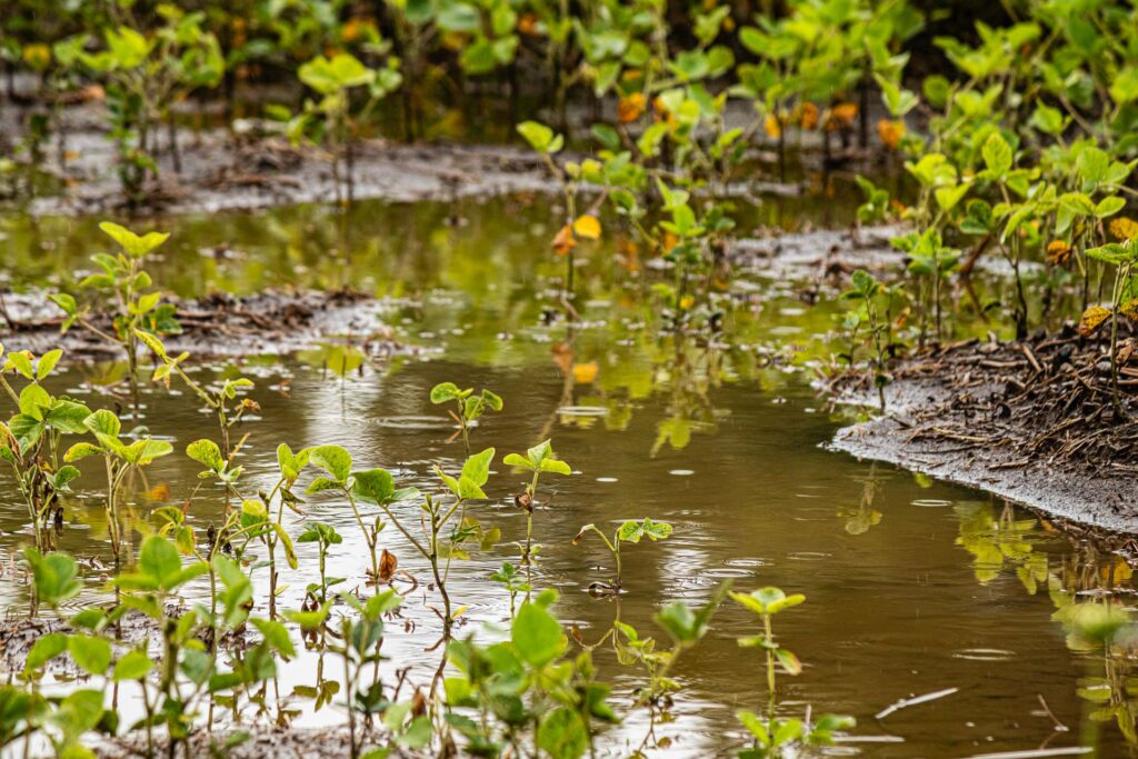 Spring rain, puddles