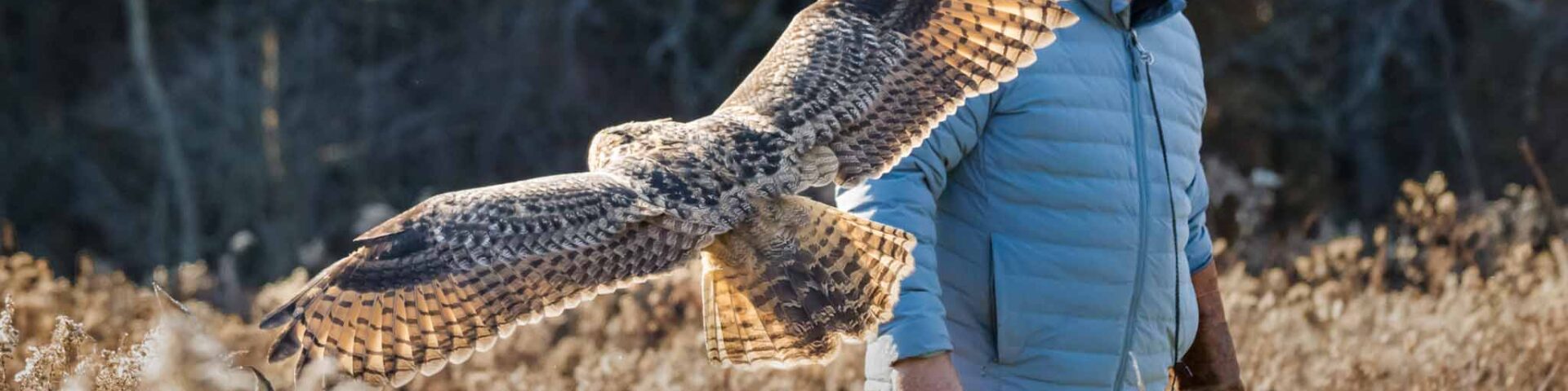 Owl in flight at the Canadian Raptor Conservancy