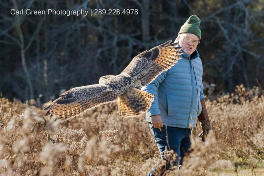 Owl In Flight