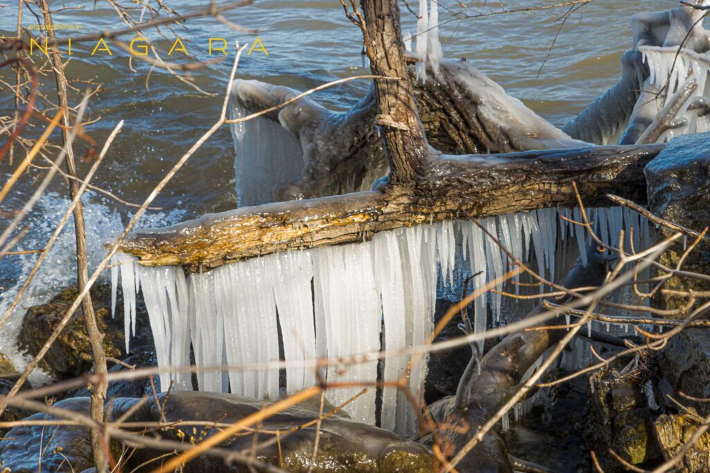 Icicles on a tree along the Lake Ontario shore