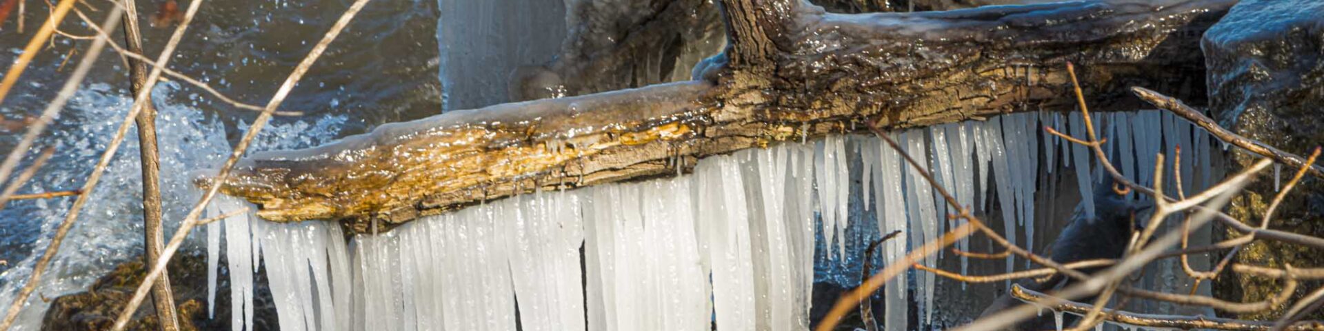 Icicles on a tree along the Lake Ontario shore