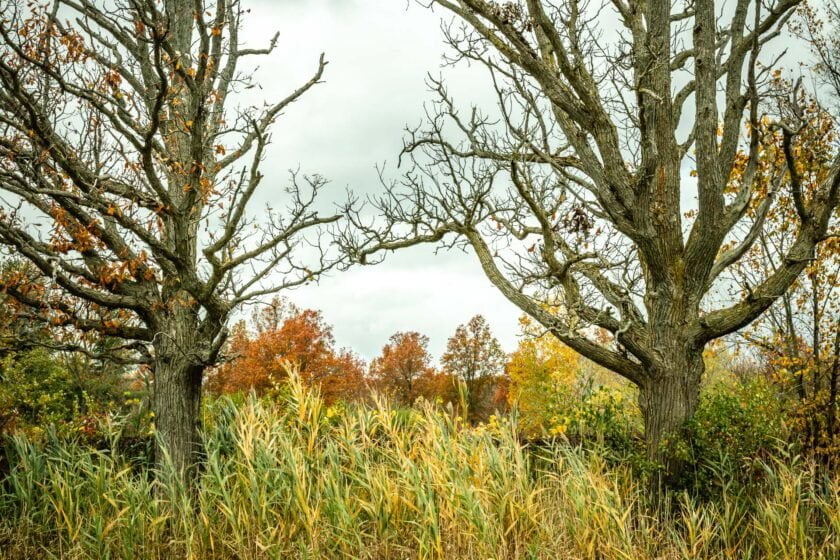 The Trees Of Life