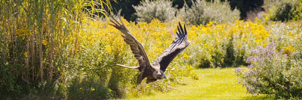 Golden Eagle swooping low over grass