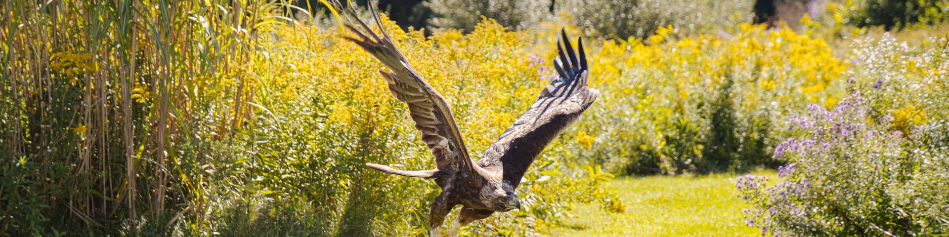 Golden Eagle swooping low over grass