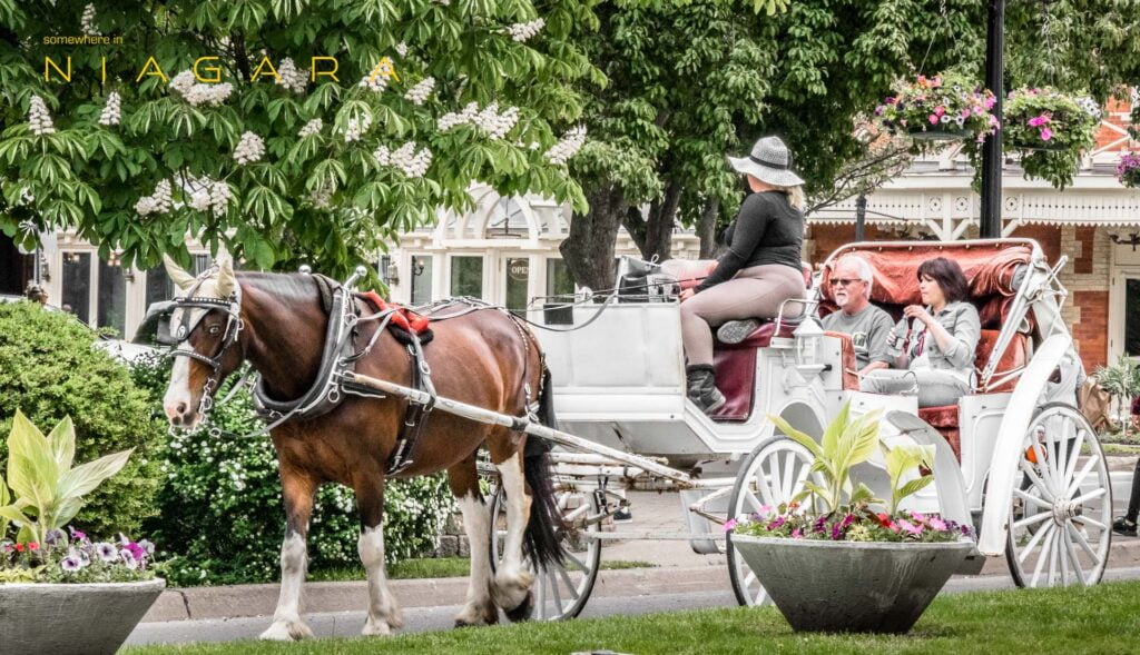 NOTL horse and carriage rides