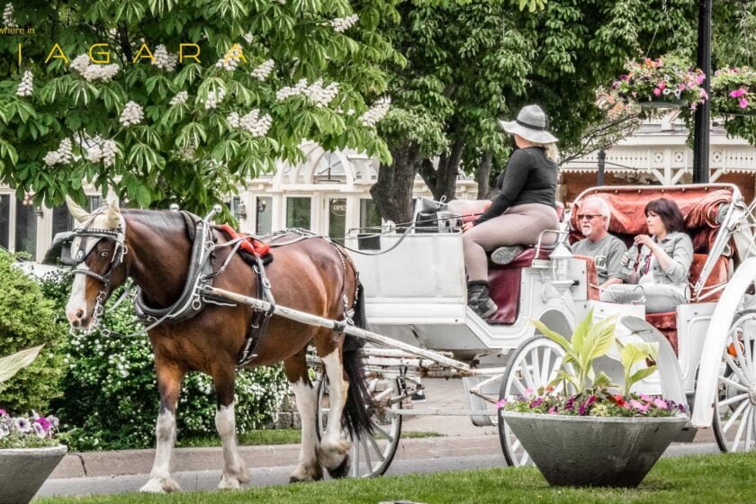 NOTL Horse and Carriage Rides