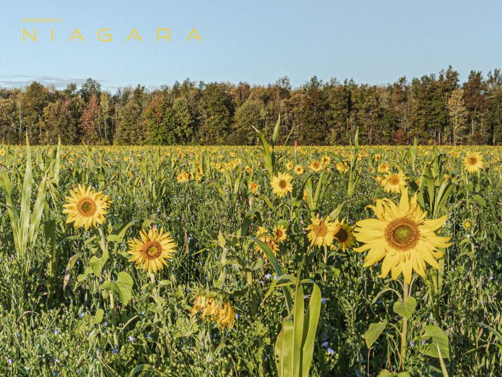 A field of sunflowers near Port Colborne, Ontario.