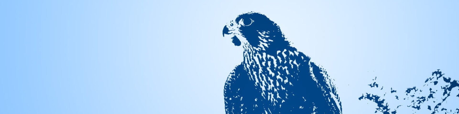 Hawk outline