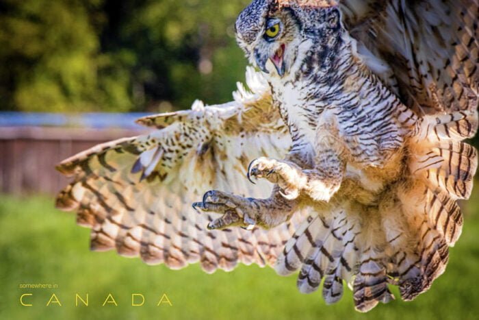 Owl attack - bird of prey in motion