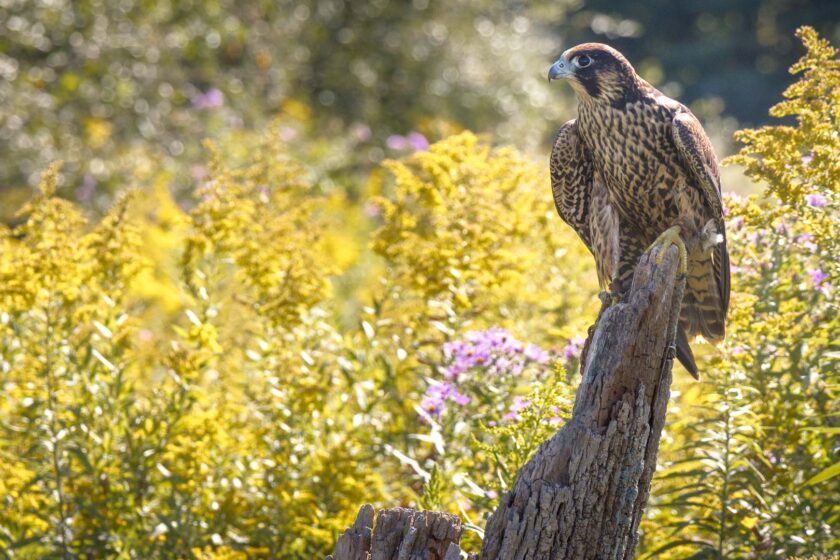 Red-Tailed Hawk