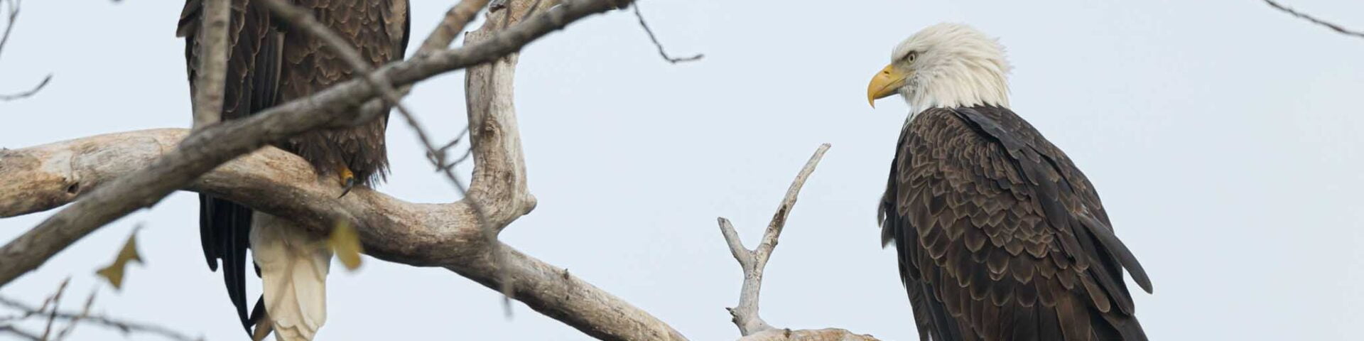 Two eagles in a tree