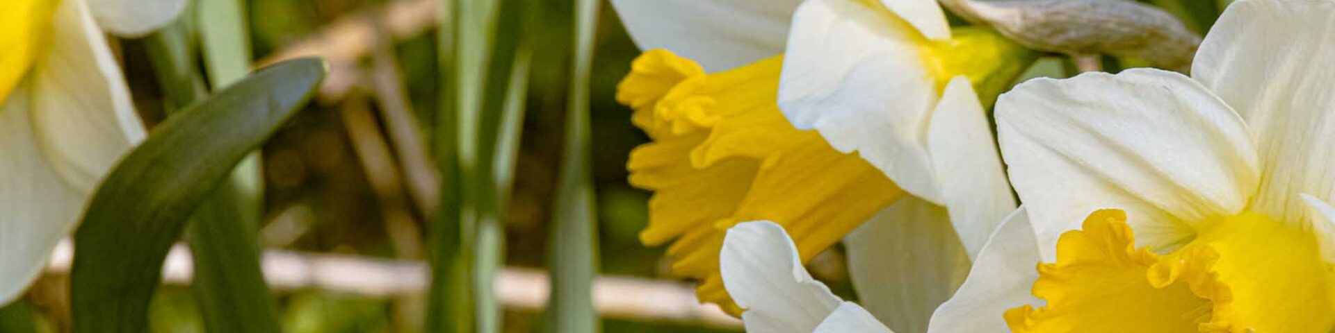 Daffodils