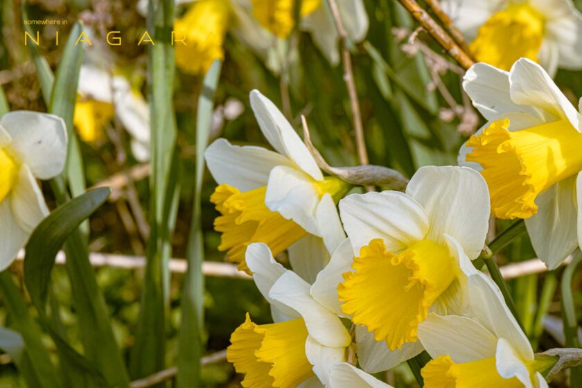 Daffodils