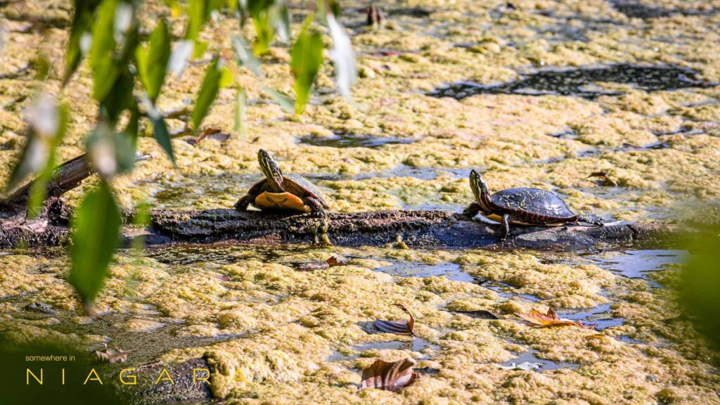 Turtles on a log