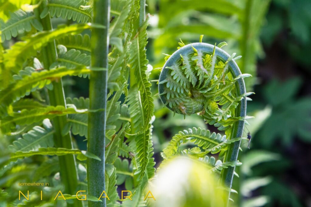 Fiddleheads