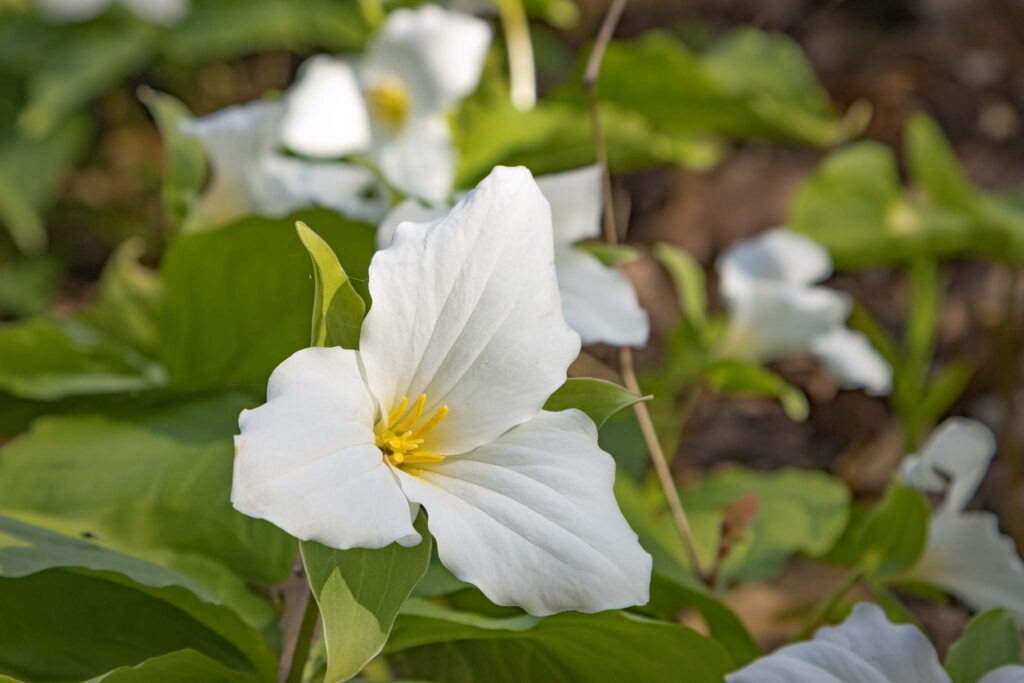 Trillium, the provincial flower of Ontario, Canada.