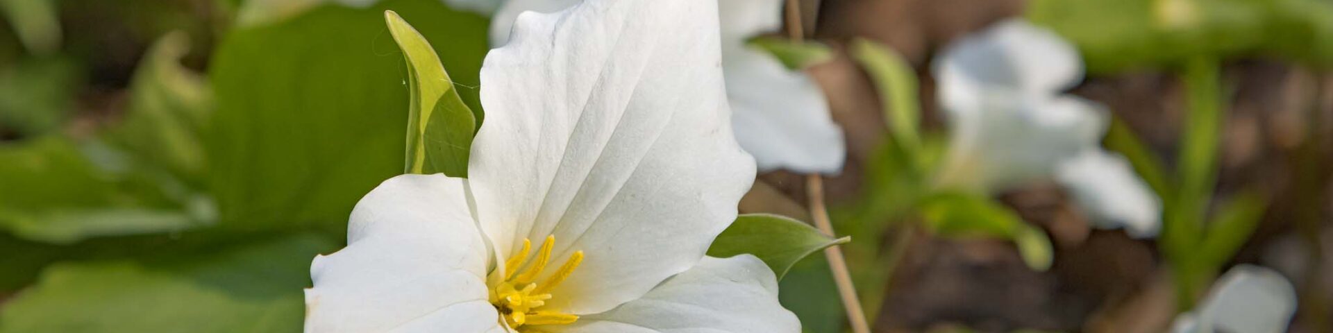 Trillium, the provincial flower of Ontario, Canada.