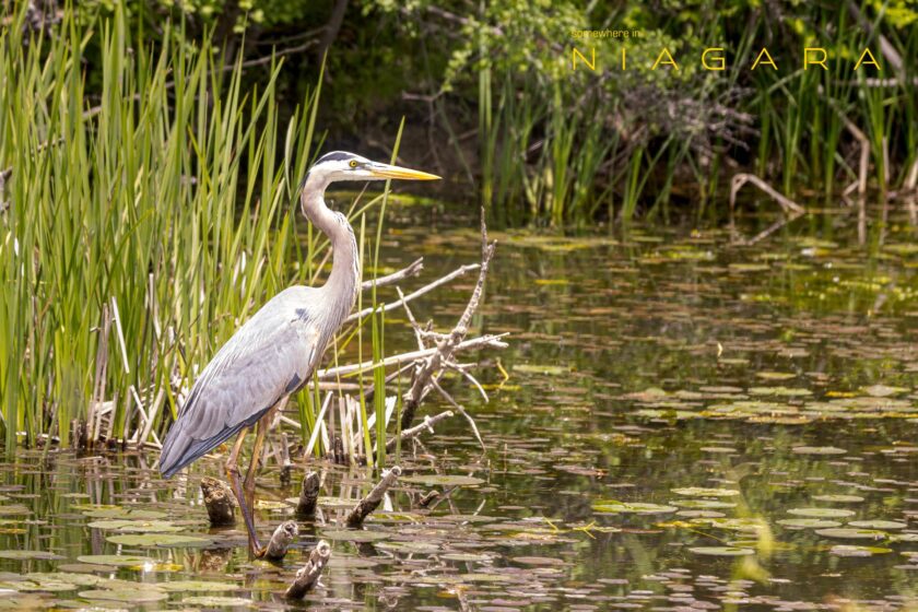 Bird, Thinking