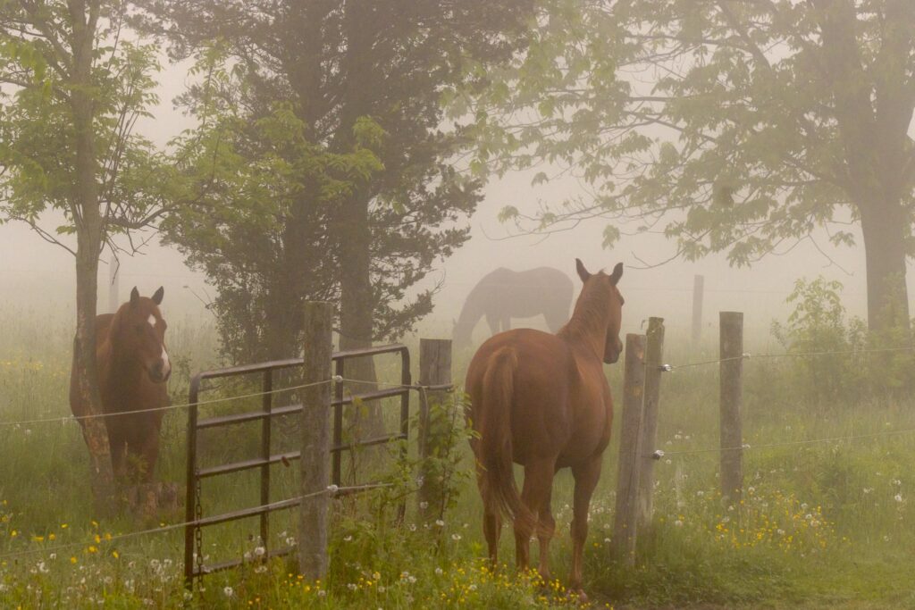 Three horses in a foggy field