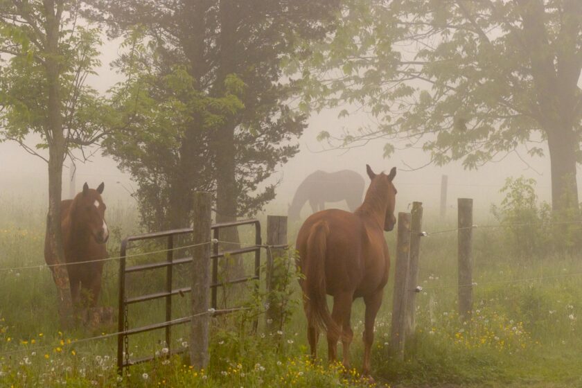 Three horses