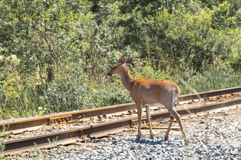 Deer. No Headlights