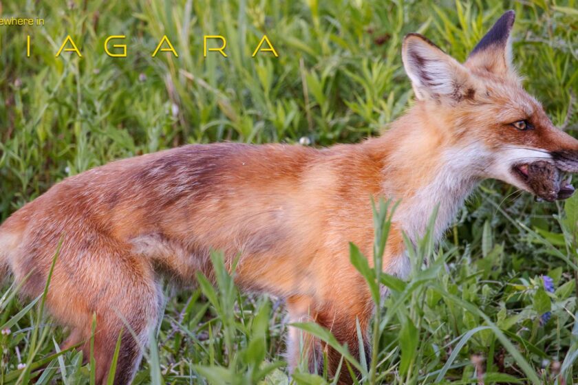 Image Of The Week: Fox