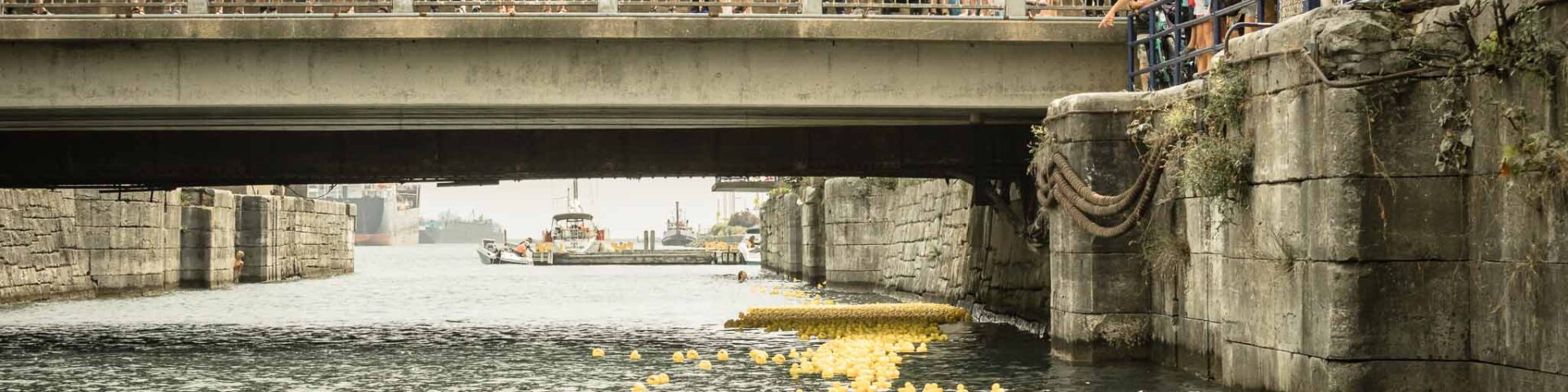 2024 Duck Race, Port Colborne