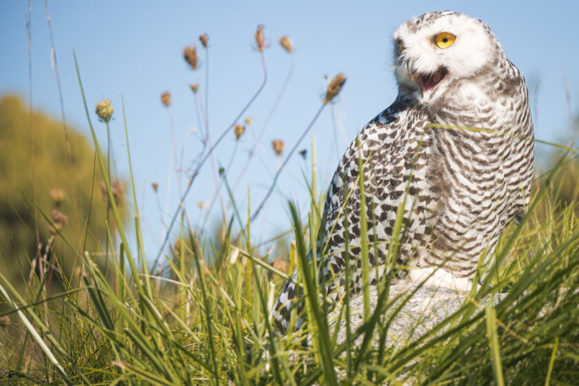 Snowy Owl