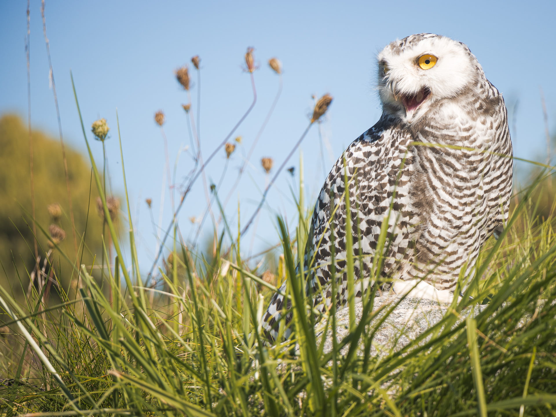 Snowy Owl on a rock