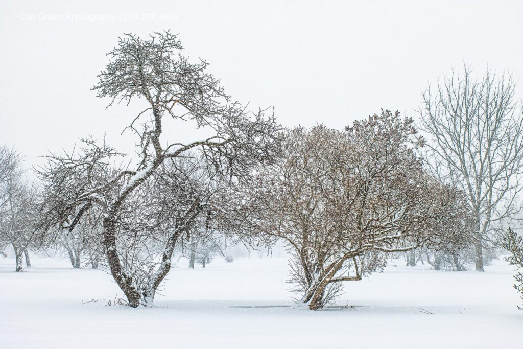 Snow Day 2025