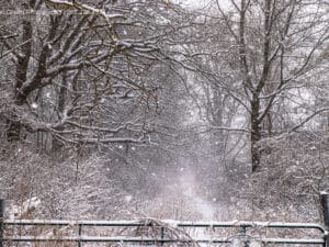 Snowy Trails