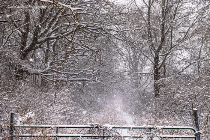 Snowy Trails