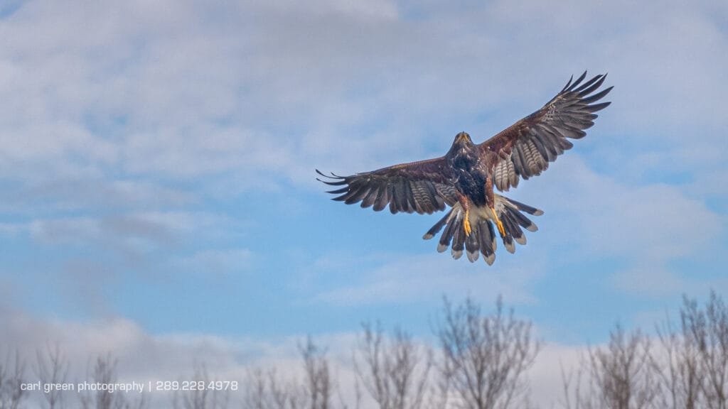 Hawk in flight