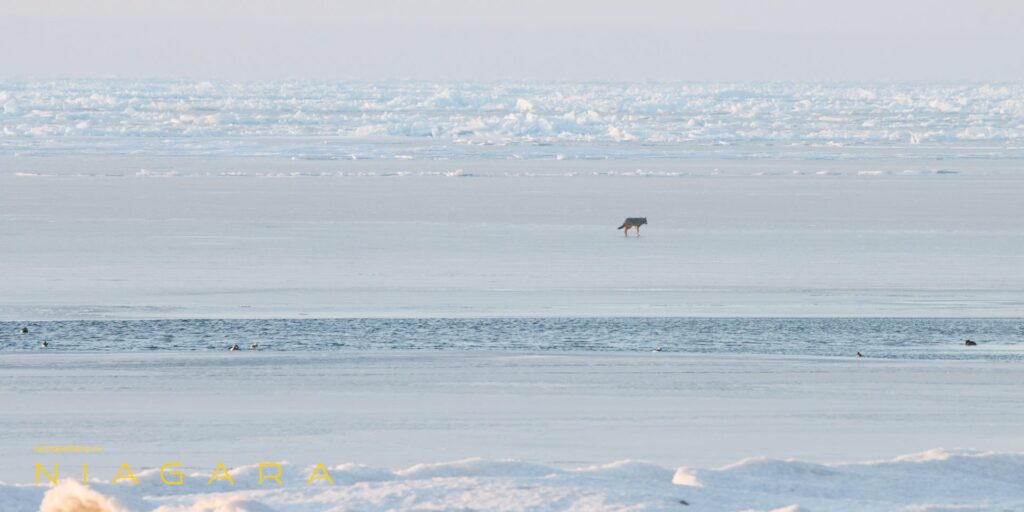 Coyote on the ice at Gravelly Bay, Port Colborne