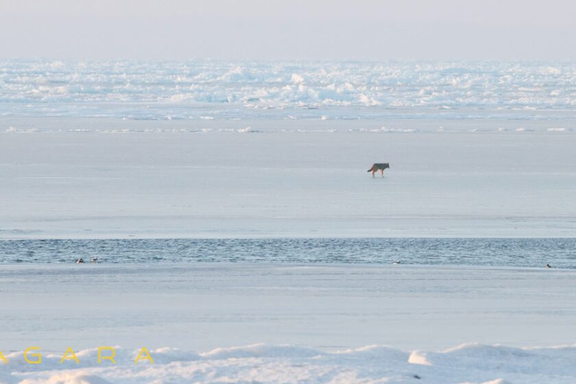 Coyote On Ice