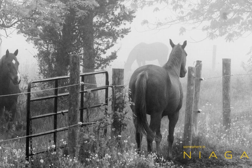 Three horses in mist