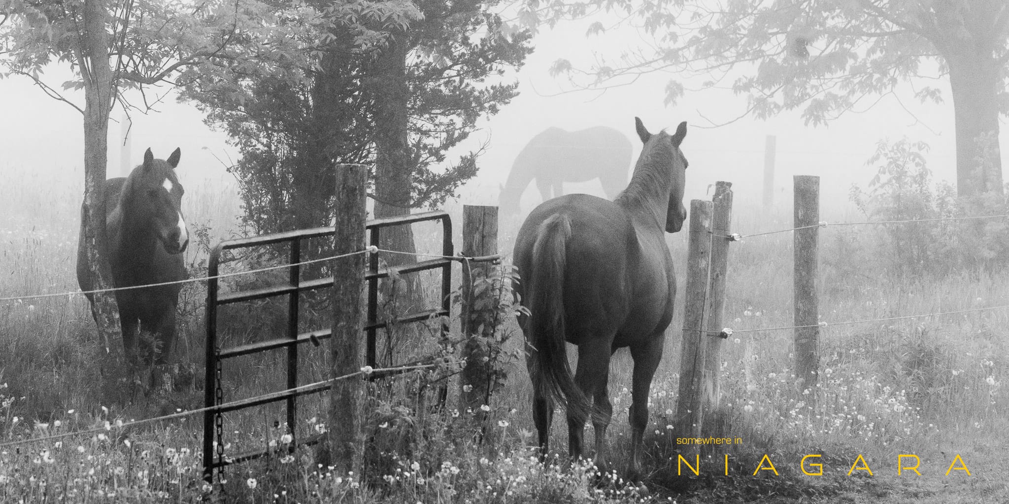 Three horses in early morning mist