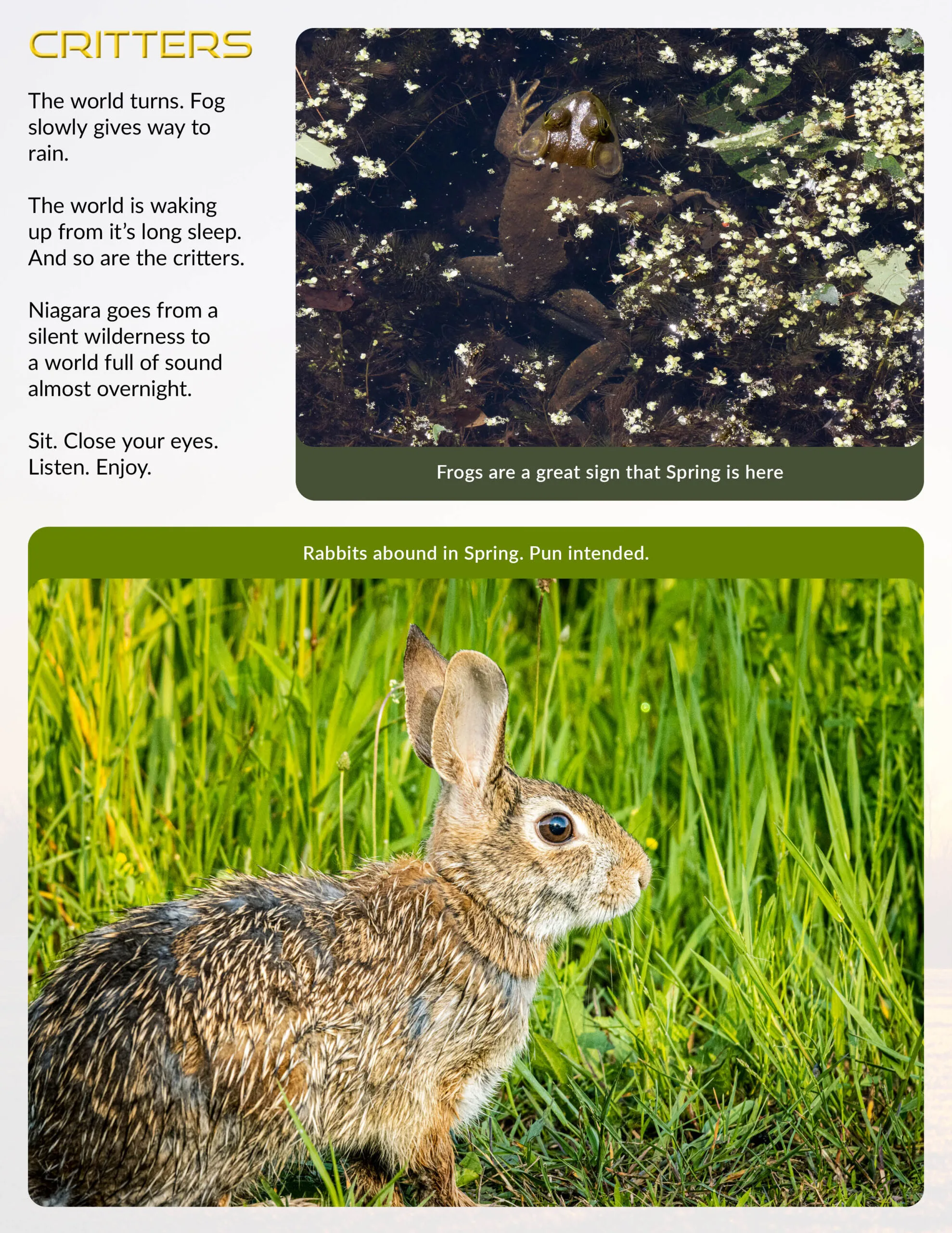Rabbit and frog in Niagara