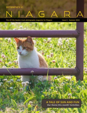 Wild cat in a field looking through a gate