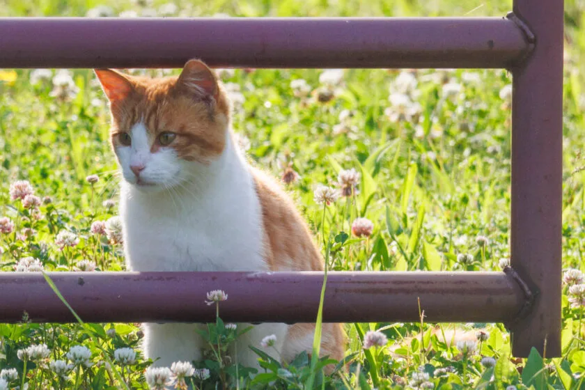 Wild cat in a field looking through a gate