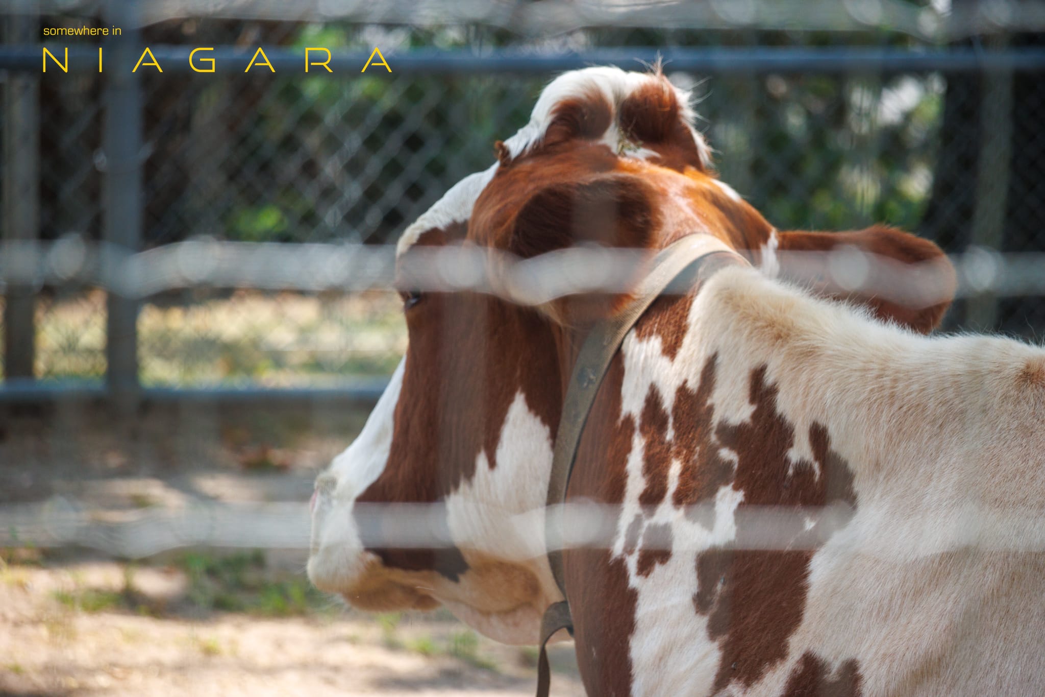 Cow photographed through a wire fence demonstrating manual focus