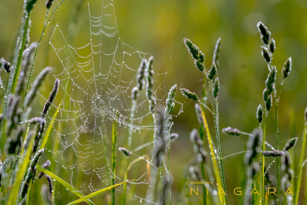 A cobweb, somewhere in niagara.