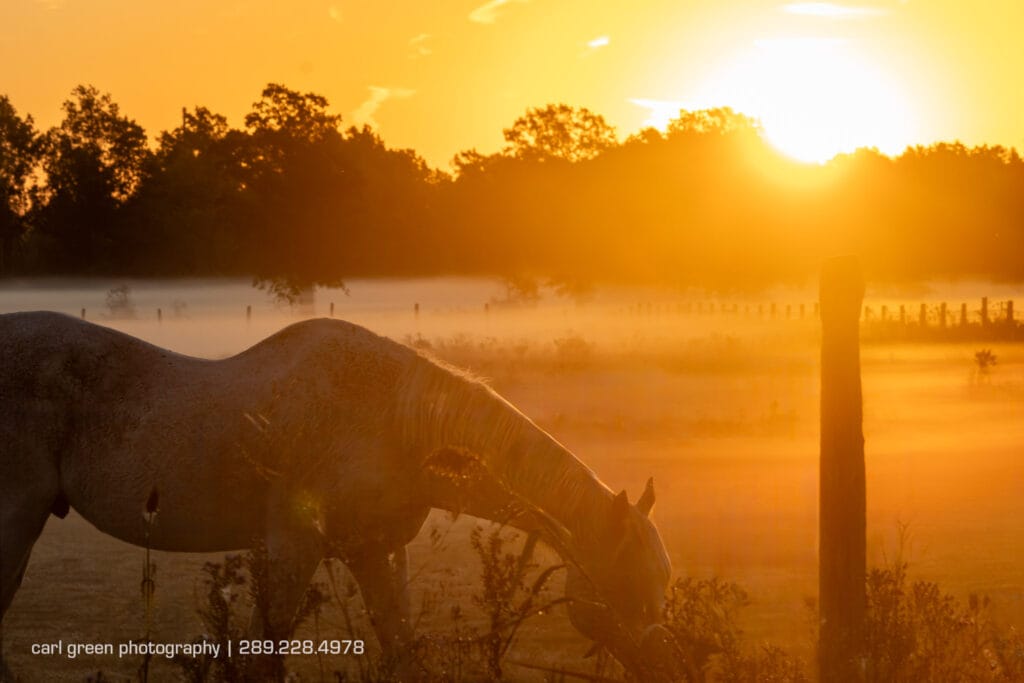 After - Horse in field with no fence