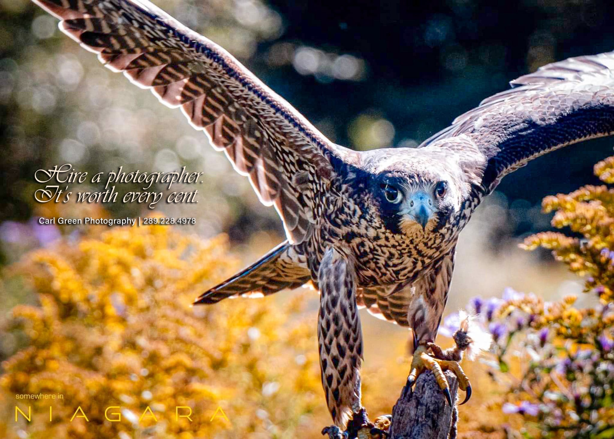 Hawk landing on a tree stump