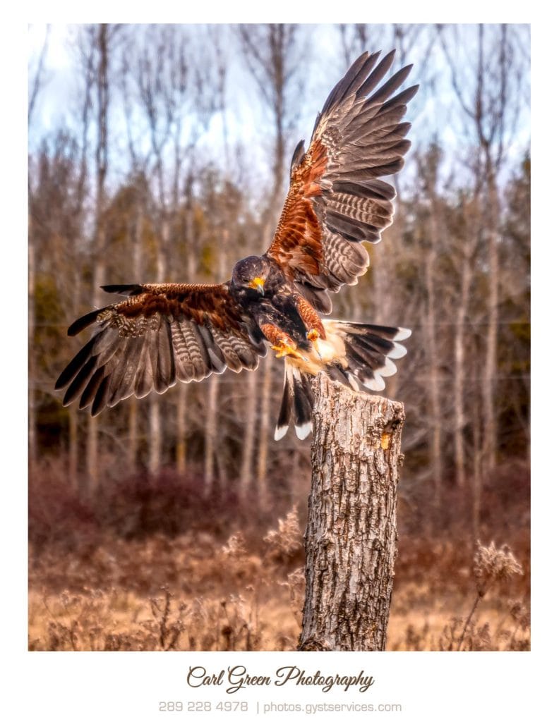 Harris Hawk at the Canadian Raptor Conservancy.
