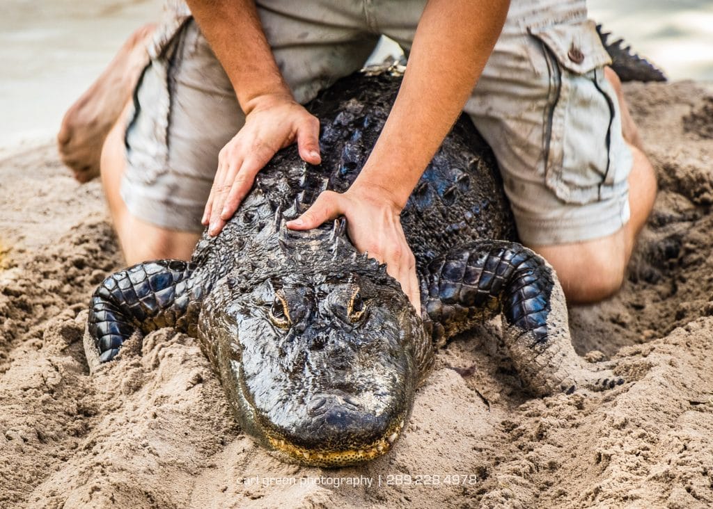 Wrestling the A.I. Alligator